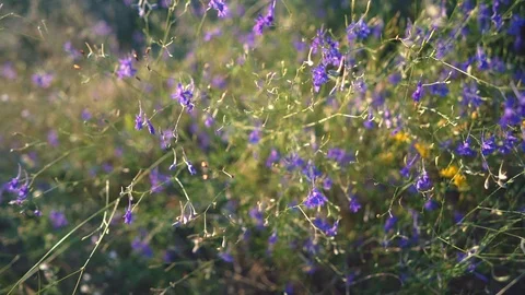 MACRO CLOSE UP, LOW ANGLE VIEW : Sun shining on beautiful ripe crop seeds on Stock Footage 113851798