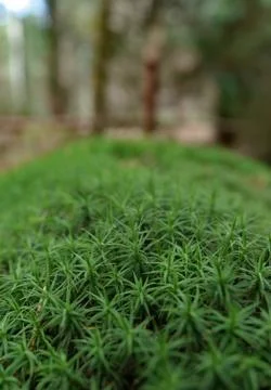 Macro Close-up of Lush Green Forest Moss with Blurred Background Stock Photos