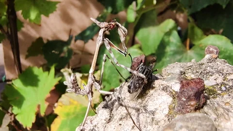 Macro Close-Up: Mantis Capturing and Devouring a Fly Stock Footage 254799970