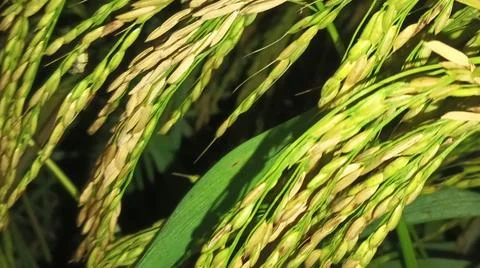 Macro Close Up of Maturing Rice Ears Against Dark Background Stock Photos