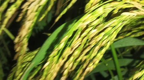 Macro Close Up of Maturing Rice Ears Against Dark Background Stock Photos