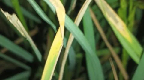 Macro Close Up of Maturing Rice Ears Against Dark Background Stock Photos