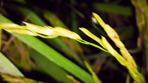 Macro Close Up of Maturing Rice Ears Against Dark Background Stock Photos