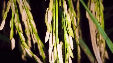 Macro Close Up of Maturing Rice Ears Against Dark Background Stock Photos