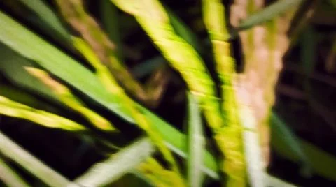 Macro Close Up of Maturing Rice Ears Against Dark Background Stock Photos