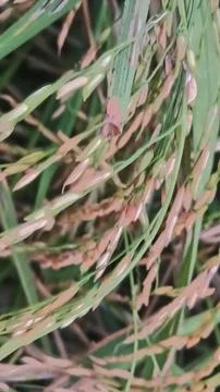 Macro Close Up of Maturing Rice Ears Against Dark Background Stock Photos