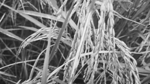 Macro Close Up of Maturing Rice Ears Against Dark Background Stock Photos