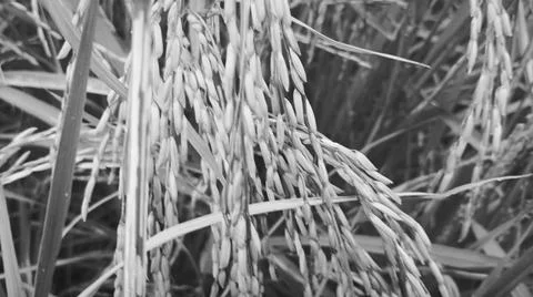 Macro Close Up of Maturing Rice Ears Against Dark Background Stock Photos