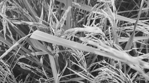 Macro Close Up of Maturing Rice Ears Against Dark Background Stock Photos