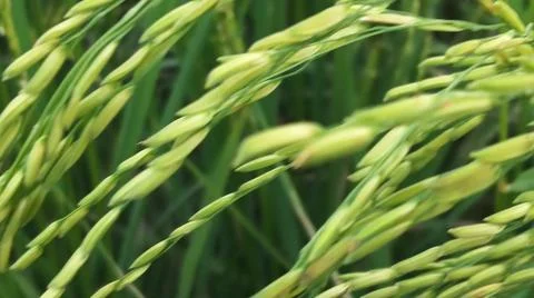 Macro Close Up of Maturing Rice Ears Against Dark Background Stock Photos