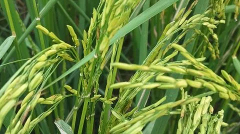 Macro Close Up of Maturing Rice Ears Against Dark Background Stock Photos