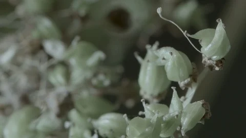 Macro close up of Meadowsweet buds (10) Video stock 128743602