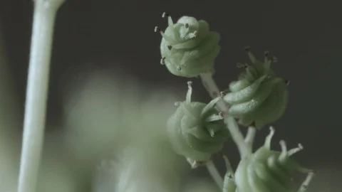 Macro close up of Meadowsweet buds (2) Video stock 128743706