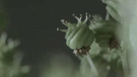 Macro close up of Meadowsweet buds (3) Video stock 128743650
