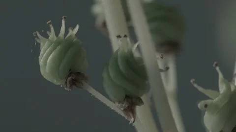 Macro close up of Meadowsweet buds (4) Video stock 128743774