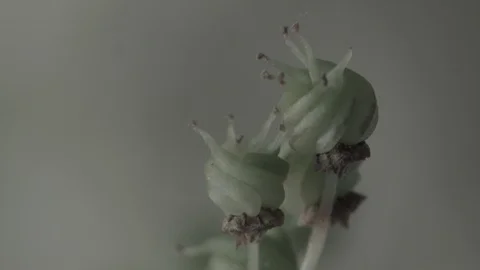 Macro close up of Meadowsweet buds (5) Stock Footage 128743821