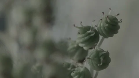 Macro close up of Meadowsweet buds (6) Video stock 128743820