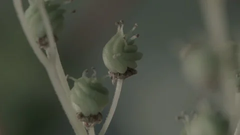 Macro close up of Meadowsweet buds (7) Video stock 128743708