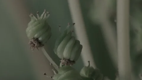 Macro close up of Meadowsweet buds (8) Video stock 128743786