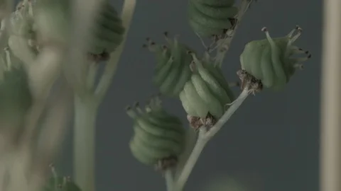 Macro close up of Meadowsweet buds (9) Stock Footage 128743680