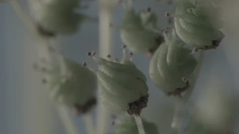 Macro close up of Meadowsweet buds Video stock 128743637