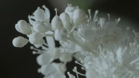 Macro close up of Meadowsweet flowers (2) 動画素材 128743560