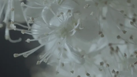 Macro close up of Meadowsweet flowers (3) 動画素材 128743626