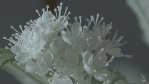 Macro close up of Meadowsweet flowers (4) Video stock 128743586