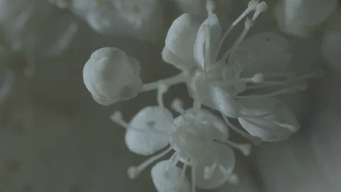 Macro close up of Meadowsweet flowers (5) Video stock 128743628