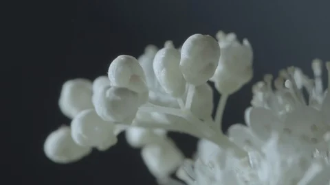 Macro close up of Meadowsweet flowers (6) Stock Footage 128743704