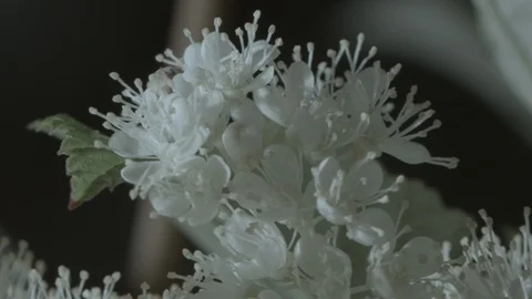 Macro close up of Meadowsweet flowers Stock Footage 128743613