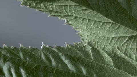 Macro close up of Meadowsweet leave (2) Video stock 128743775
