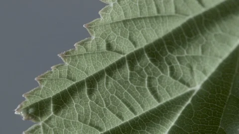 Macro close up of Meadowsweet leave (3) Video stock 128743813