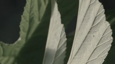 Macro close up of Meadowsweet leave (4) Video stock 128743751