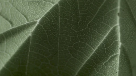 Macro close up of Meadowsweet leave Video stock 128743761