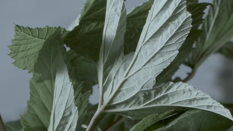 Macro close up of Meadowsweet stem and leaves (5) Video stock 128743717