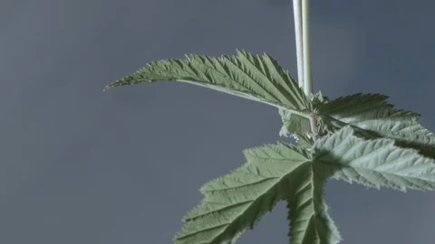 Macro close up of Meadowsweet stem and leaves (2) Video stock 128743729