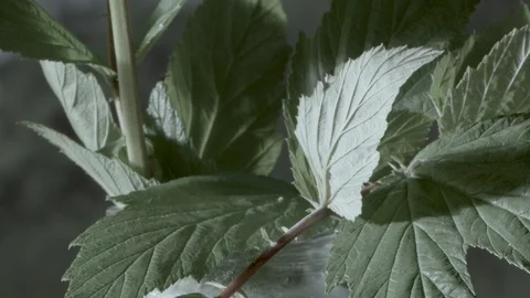 Macro close up of Meadowsweet stem and leaves (4) Video stock 128743743