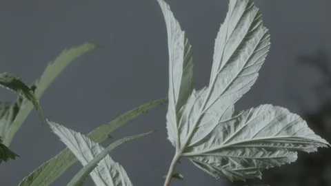 Macro close up of Meadowsweet stem and leaves (6) Video stock 128743754