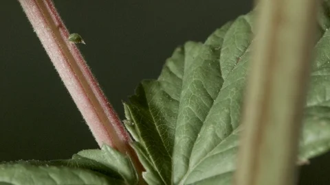 Macro close up of Meadowsweet stem and leaves (8) Video stock 128743799
