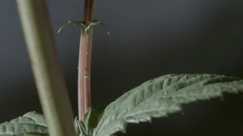 Macro close up of Meadowsweet stem and leaves (7) Video stock 128743823
