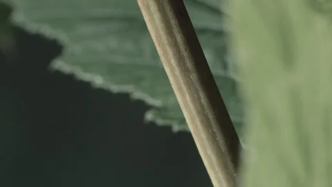 Macro close up of Meadowsweet stem and leaves Video stock 128743824