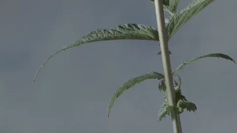Macro close up of Meadowsweet stem and leaves (3) Video stock 128743827