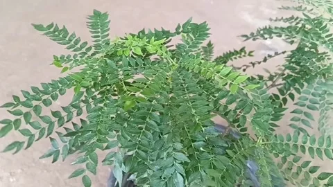 Macro Close Up of Medicinal Curry Leaf Leaves Video stock 339670495