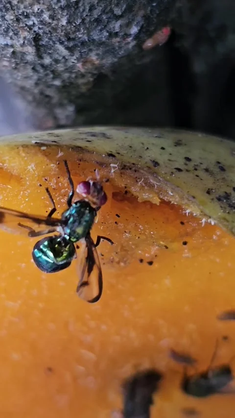 Macro Close-up of Metallic Green Fly Feeding on Ripe Mango Stock Footage 341453893