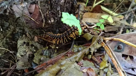 Macro Close-Up: Millipede Crawling in the Forest Видео 332050877