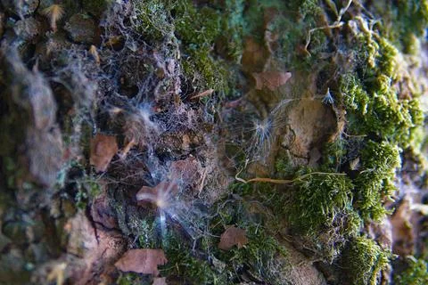 Macro Close Up of Moss and Spider Web on Tree Bark Stock Photos