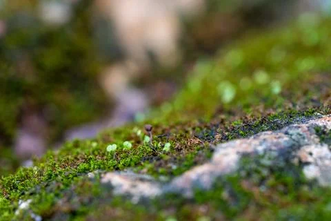 Macro Close-Up of Moss and Tiny Seedlings on Rock Surface – Nature Photography Stock Photos
