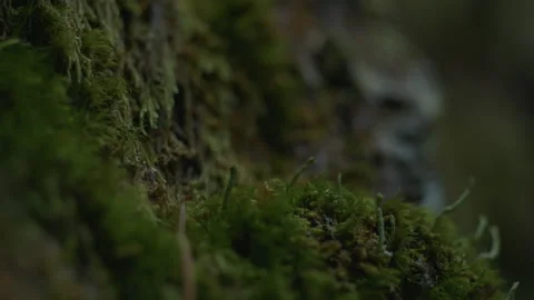 Macro Close up of Moss and Tree Bark in Mt Hood National Forest Oregon Stock Footage 232420597