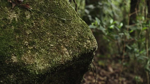 Macro Close-up of Moss Covered Rock Texture in Forest Stock Footage 335436120